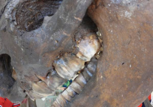 Dzieci oglądają eksponaty w Muzeum Ziemi.