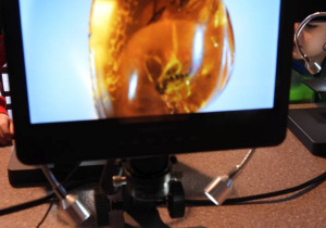 Dzieci oglądają eksponaty w Muzeum Ziemi.