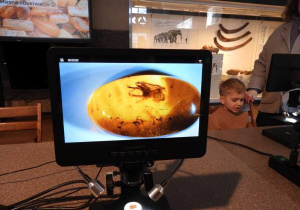 Dzieci oglądają eksponaty w Muzeum Ziemi.